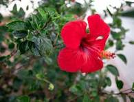 hibiscus