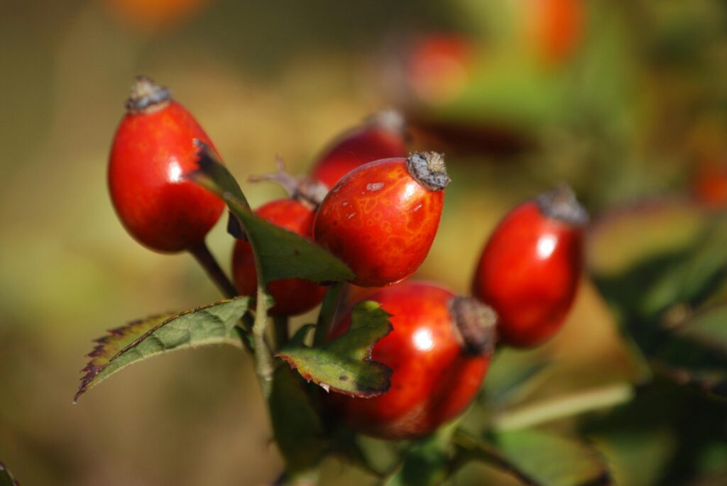rosehips-berry-branch-plant-59838-59838 Close-up of vibrant red rosehips against a blurred background showcasing nature's beauty.
